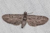 Eupithecia pauxillaria