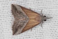 Hypena lividalis