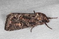 Thalpophila matura
