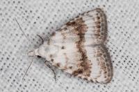 Meganola albula