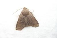 Conistra intricata