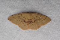 Cyclophora puppillaria
