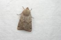 Spudaea ruticilla