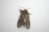 Peridea anceps