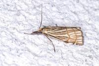Chrysocramboides craterellus