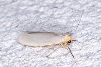 Eilema caniola