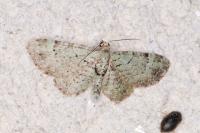 Pasiphila rectangulata