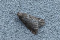 Alsophila aescularia