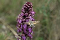 Macroglossum stellatarum