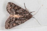 Thalpophila matura