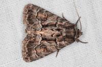 Thalpophila matura