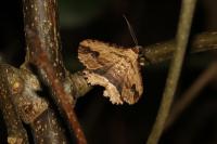 Menophra abruptaria