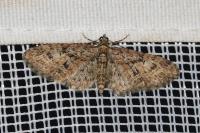 Eupithecia abbreviata