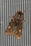 Brachionycha nubeculosa