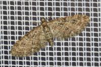 Eupithecia abbreviata