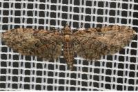 Eupithecia abbreviata