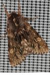 Brachionycha nubeculosa