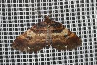Earophila badiata