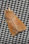 Orthosia miniosa