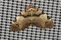 Anticlea derivata