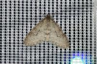 Trichopteryx carpinata