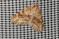 Trichopteryx polycommata
