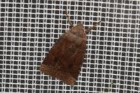 Conistra ligula