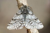 Lycia hirtaria