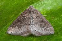 Aleucis distinctata