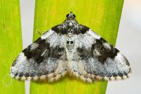 Xanthorhoe fluctuata