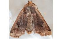 Conistra erythrocephala
