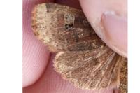 Conistra erythrocephala