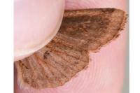 Conistra erythrocephala