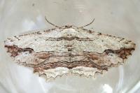 Menophra abruptaria