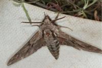 Hyloicus maurorum