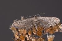 Eupithecia ochridata
