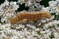 Mythimna impura
