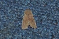 Orthosia cruda