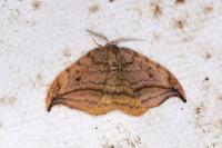 Drepana curvatula
