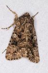 Anarta pugnax