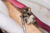 Oligia strigilis