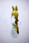 Oligia strigilis