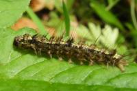 Katha depressa