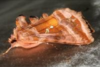 Autographa jota