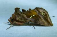 Autographa jota