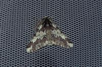 Biston strataria