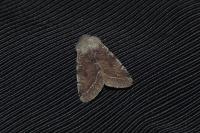 Orthosia incerta