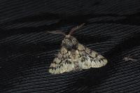 Apocheima hispidaria