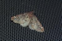 Alsophila aescularia