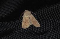 Orthosia cruda